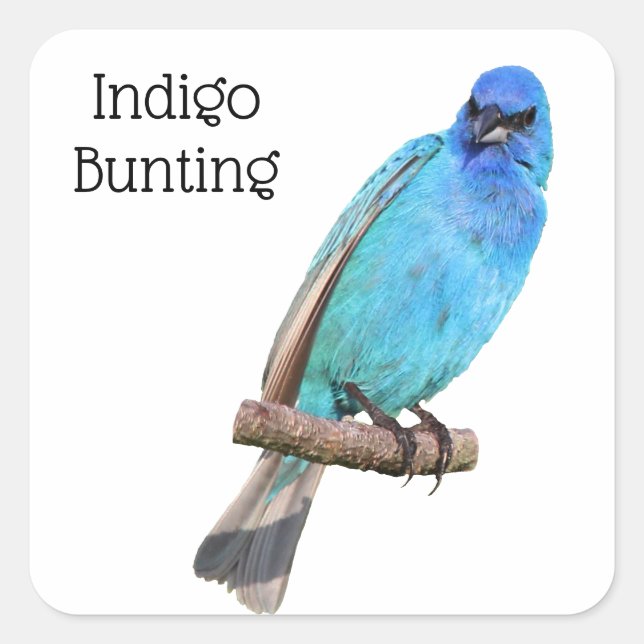 Indigo Bunting Square Sticker (Front)