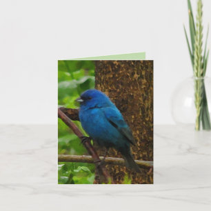 Indigo Bunting Thank You