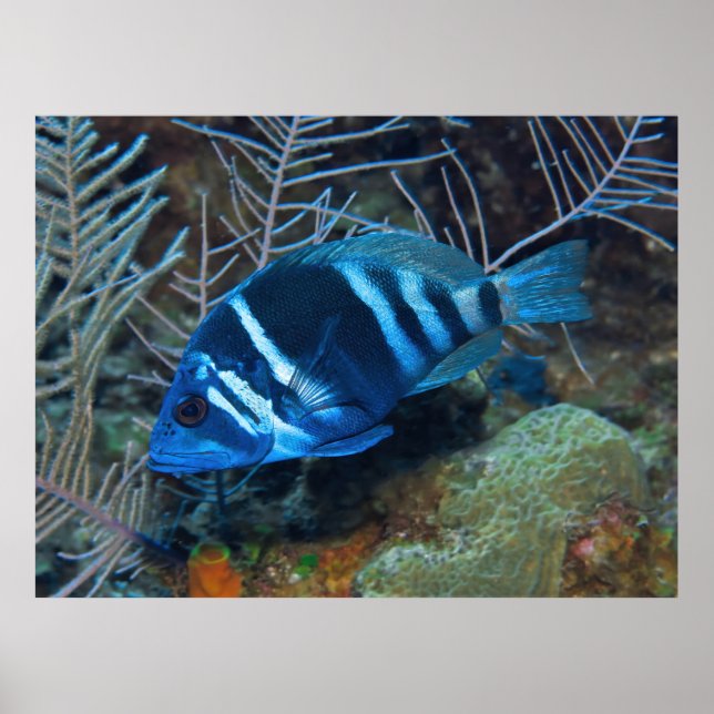 Indigo Hamlet in the Coral Poster (Front)