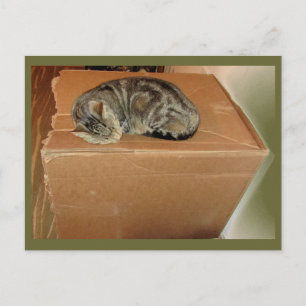 Indigo Loves Her Boxes Postcard
