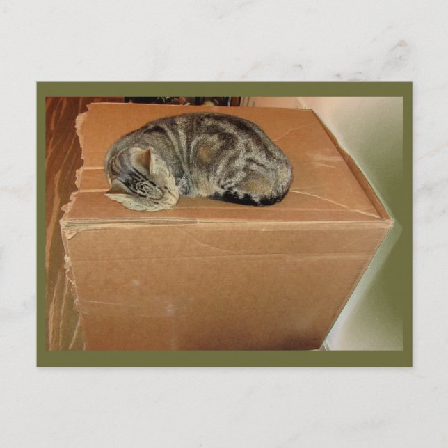 Indigo Loves Her Boxes Postcard (Front)