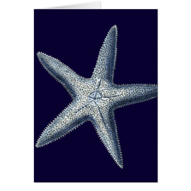 Indigo Shells IV (Front)