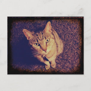 Indigo's Demand Postcard
