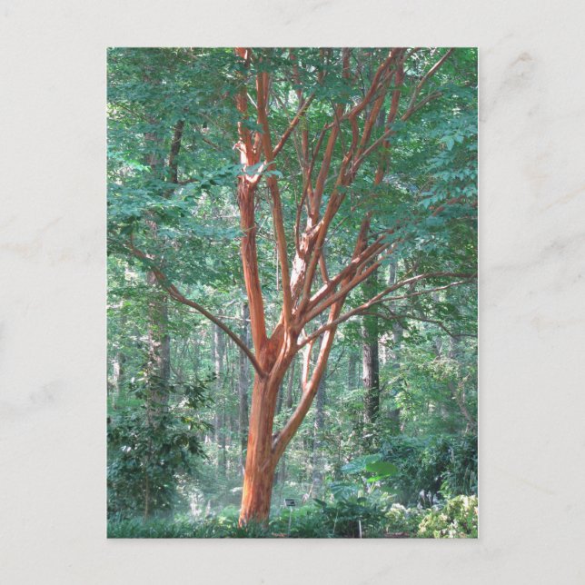 Individual postcard (Front)