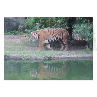 Indochinese Tiger