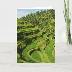 Indonesia, Bali Ms Rice Paddies Card