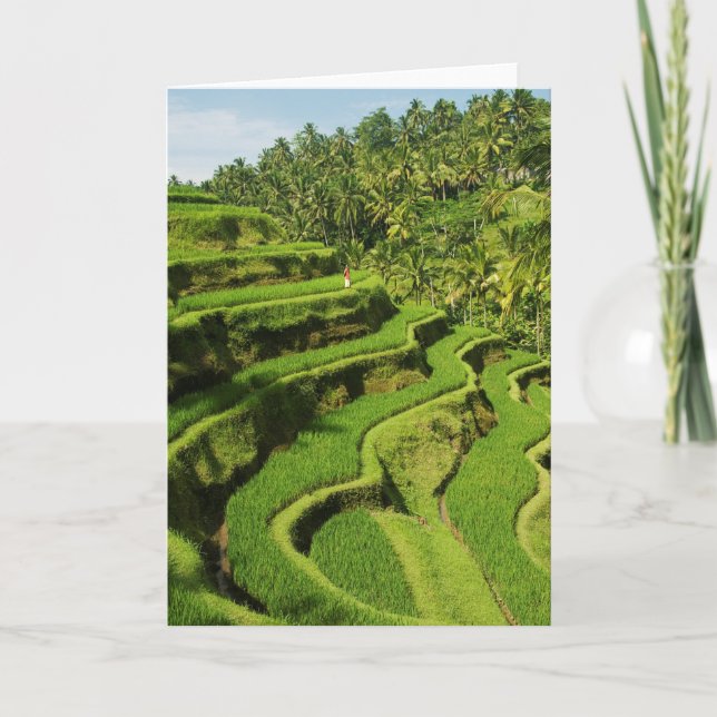 Indonesia, Bali | Rice Paddies Card (Front)