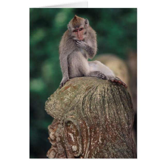 Indonesia, Bali, Ubud, Long-tailed Macaque (Front)