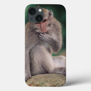 Indonesia, Bali, Ubud, Long-tailed Macaque 2 iPhone 13 Case