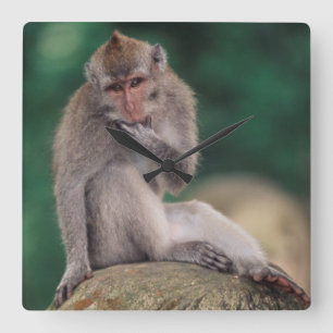 Indonesia, Bali, Ubud, Long-tailed Macaque 2 Square Wall Clock