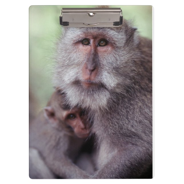 Indonesia, Bali, Ubud, Long-tailed Macaque Clipboard (Front)