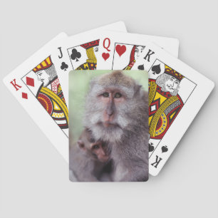 Indonesia, Bali, Ubud, Long-tailed Macaque Playing Cards