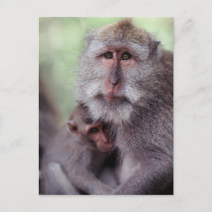 Indonesia, Bali, Ubud, Long-tailed Macaque Postcard