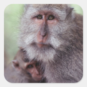 Indonesia, Bali, Ubud, Long-tailed Macaque Square Sticker