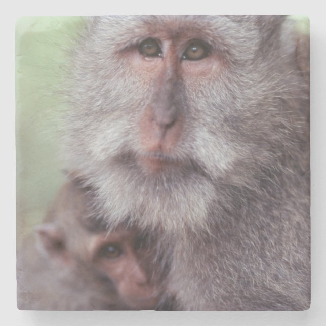 Indonesia, Bali, Ubud, Long-tailed Macaque Stone Coaster (Front)