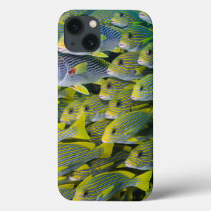 Indonesia. Schooling Fish iPhone 13 Case