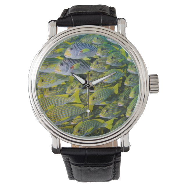 Indonesia. Schooling Fish Watch (Front)