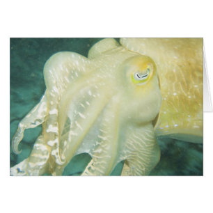 Indonesia, South Sulawesi Province, Wakatobi