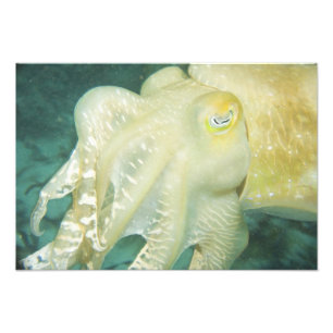 Indonesia, South Sulawesi Province, Wakatobi Photo Print