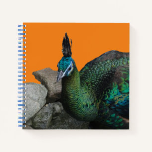 Indonesian Peacock Close Up Cust. Notebook