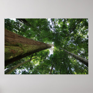 Indonesian rainforest poster