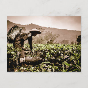 Indonesian Tea fields worker 2, travel postcard