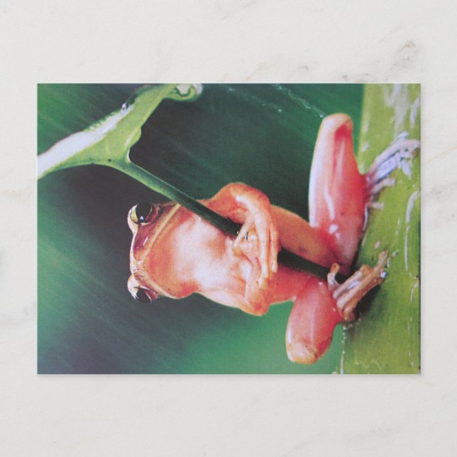 Indonesischer Blattfrosch- Postkarte Postcard (Front)