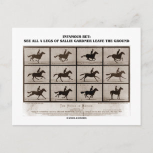 Infamous Bet 4 Legs Sallie Gardner Leave Ground Postcard