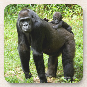 Infant Lowland Gorilla on Mother's Back Coaster