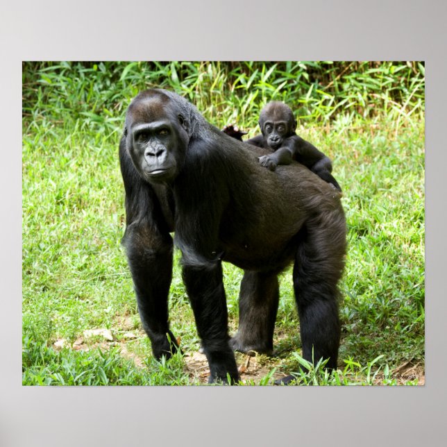 Infant Lowland Gorilla on Mother's Back Poster (Front)