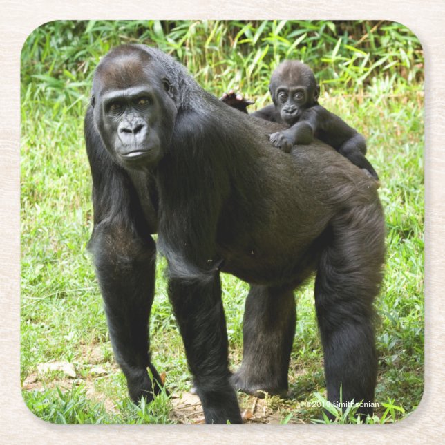 Infant Lowland Gorilla on Mother's Back Square Paper Coaster (Front)