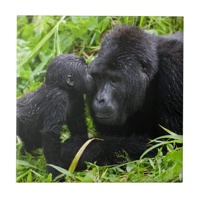Infant Mountain Gorilla Kisses Silverback Gorilla Ceramic Tile (Front)