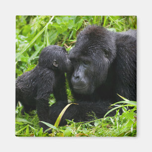 Infant Mountain Gorilla Kisses Silverback Gorilla Magnet