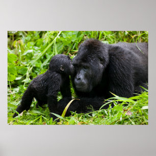 Infant Mountain Gorilla Kisses Silverback Gorilla Poster