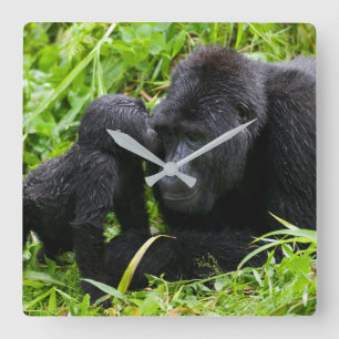 Infant Mountain Gorilla Kisses Silverback Gorilla Square Wall Clock