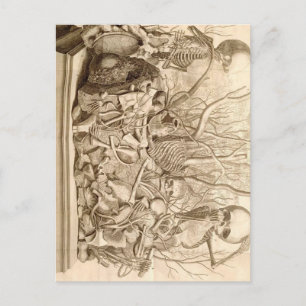 Infant Scavengers Postcard