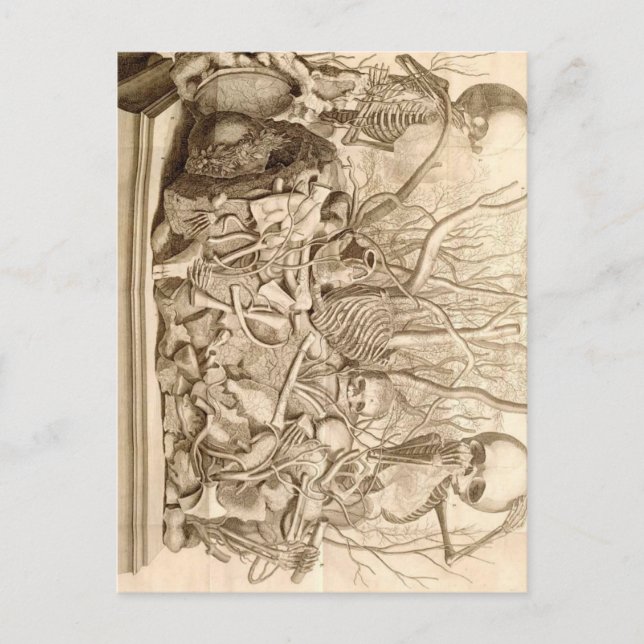 Infant Scavengers Postcard (Front)