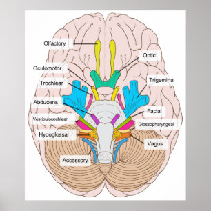 Inferior View of Cranial Nerves in the Human Brain Poster