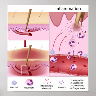 Immune System Posters | Zazzle.com.au