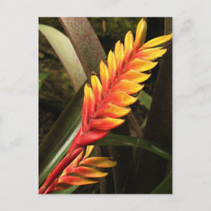 "Inflorescence of Vriesea bromelia" postcard