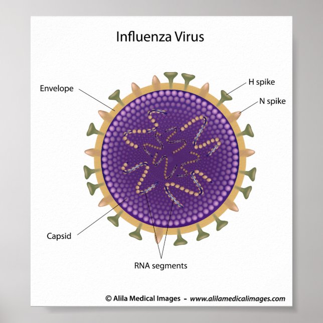 Influenza virus, labelled drawing. poster (Front)