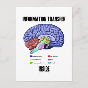 Information Transfer Inside (Brain Anatomy) Postcard