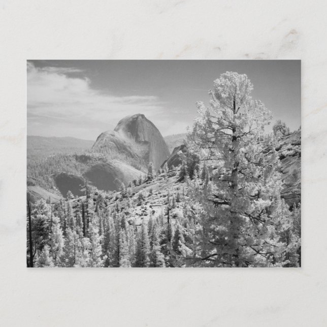 Infrared photo in East side of Yosemite National 2 Postcard (Front)