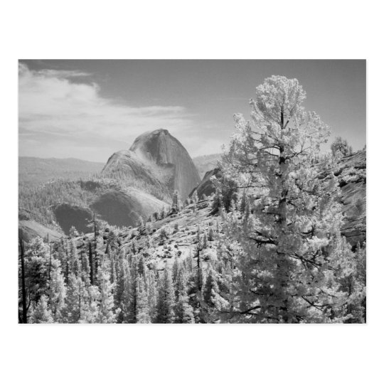 Infrared photo in East side of Yosemite National 2 Postcard