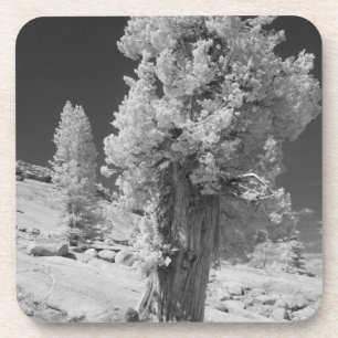 Infrared photo in East side of Yosemite National Coaster