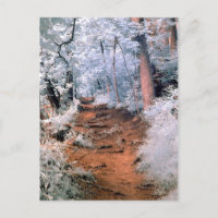 Infrared woodland path