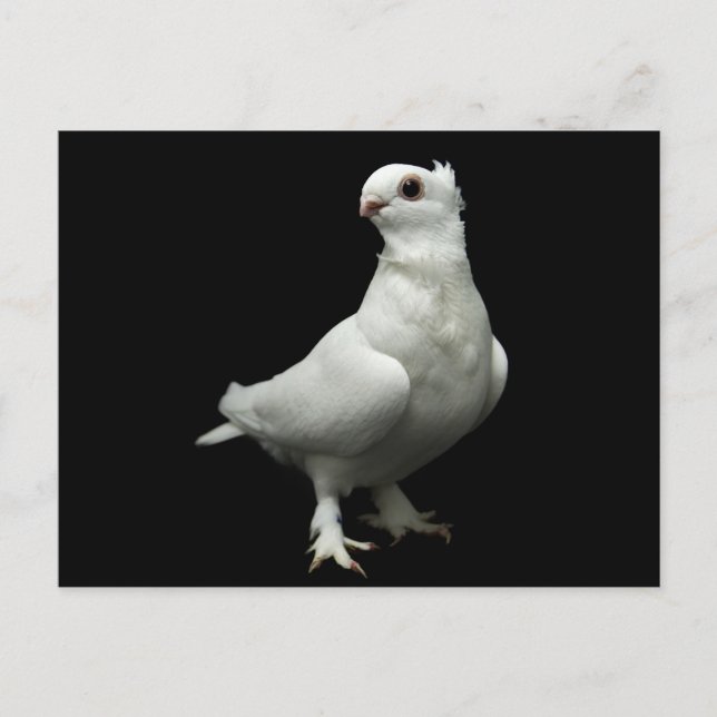 Inglizi Pigeon Postcard (Front)