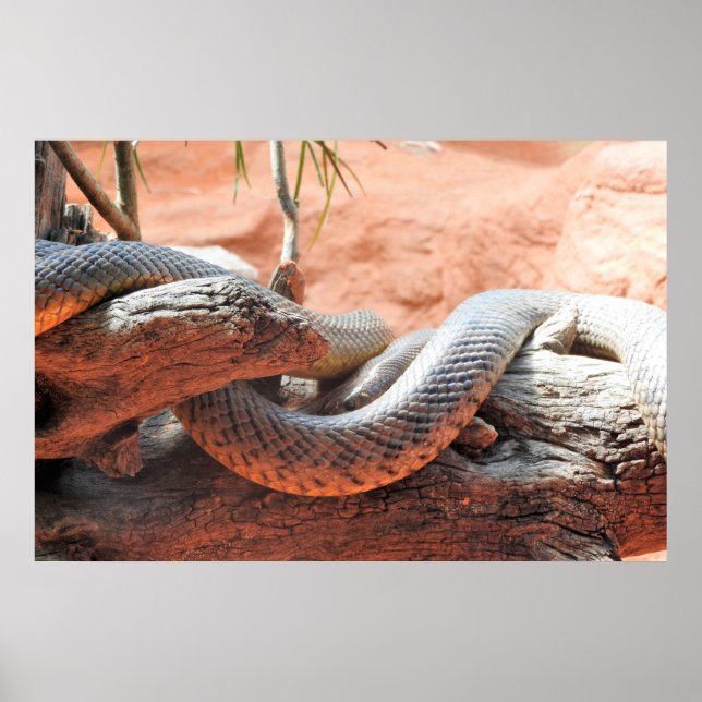 Inland Taipan Poster (Front)