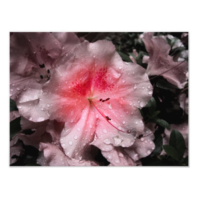 Inner Glow Photo Print (Front)