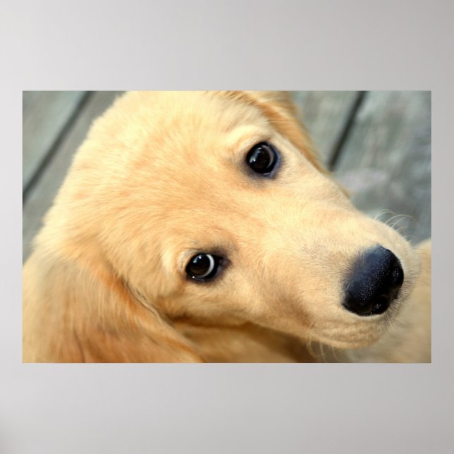 Innocent Abby Poster (Front)